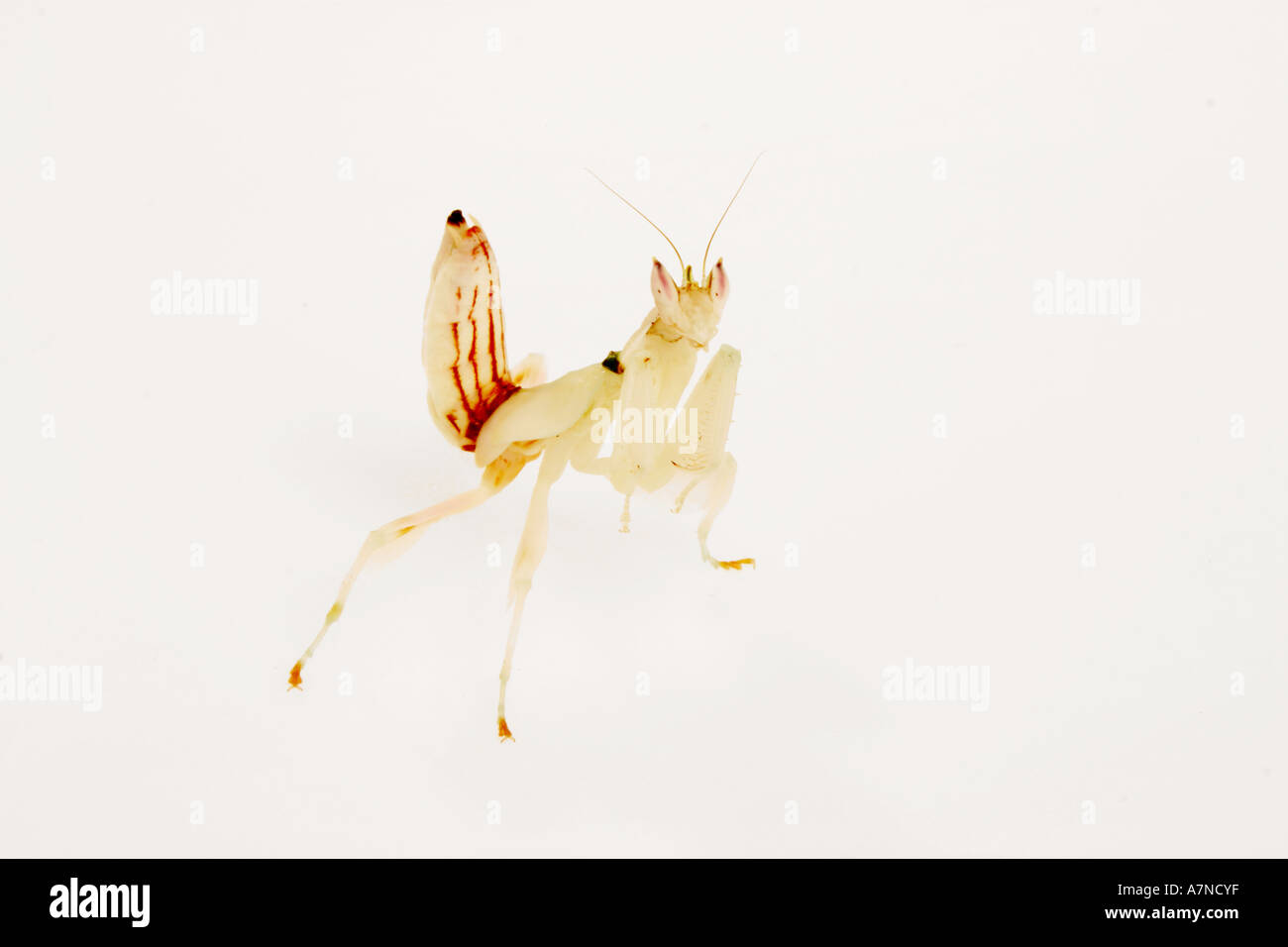 indoors studio nature insect mantis hymenopus coronatus close up ...