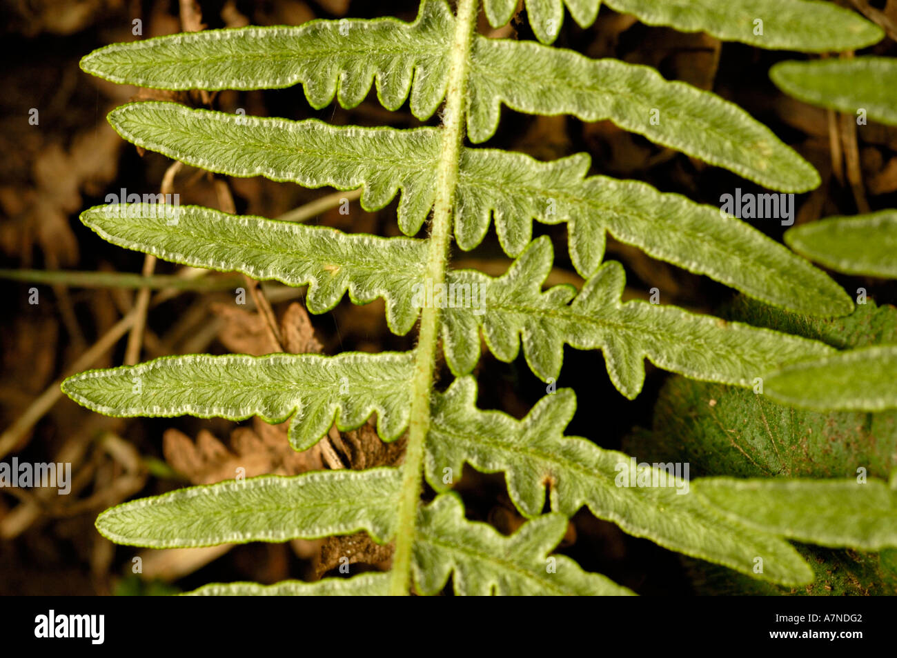 Bracken frond, pteridium aquilinum Stock Photo