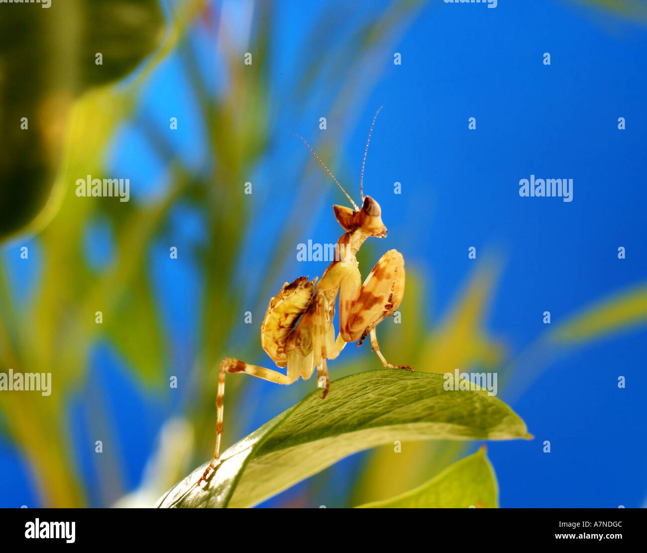 outdoors summer day nature insect mantis creobroter meleagris plant ...