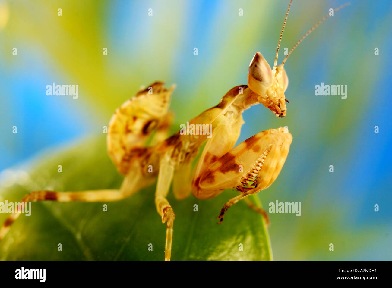 outdoors summer day nature insect mantis creobroter meleagris plant ...