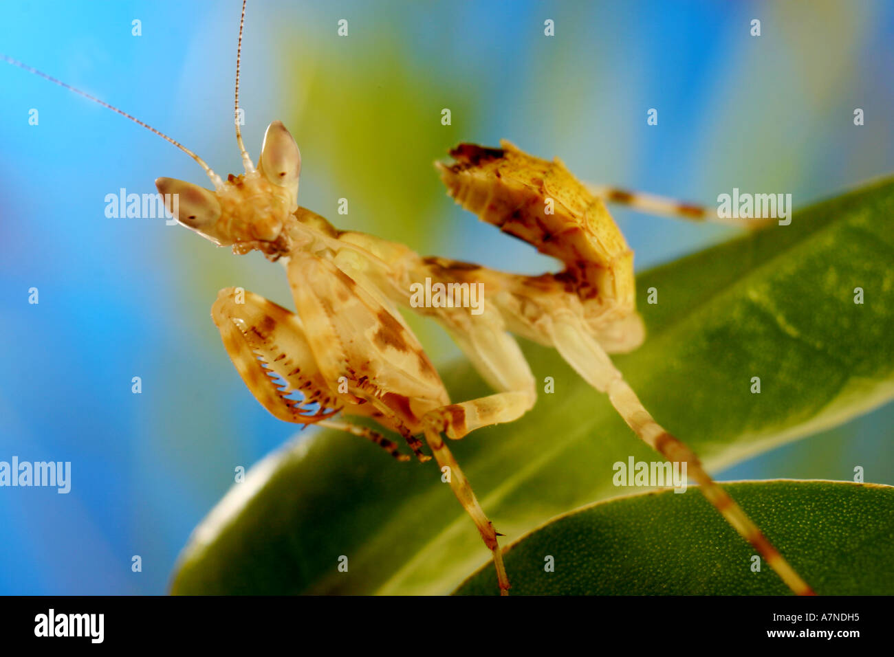 outdoors summer day nature insect mantis creobroter meleagris plant ...