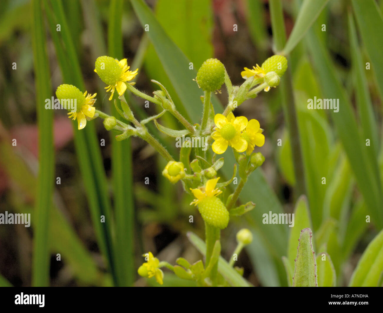 Celeryleaved Buttercup, ranunculus sceleratus Stock Photo Alamy