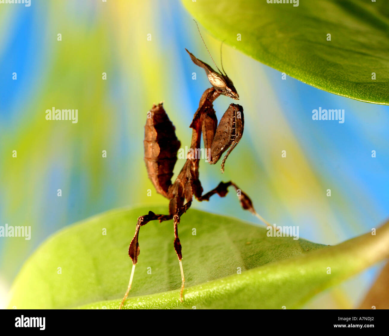 outdoors summer day nature insect mantis phyllocrania paradoxa plant ...