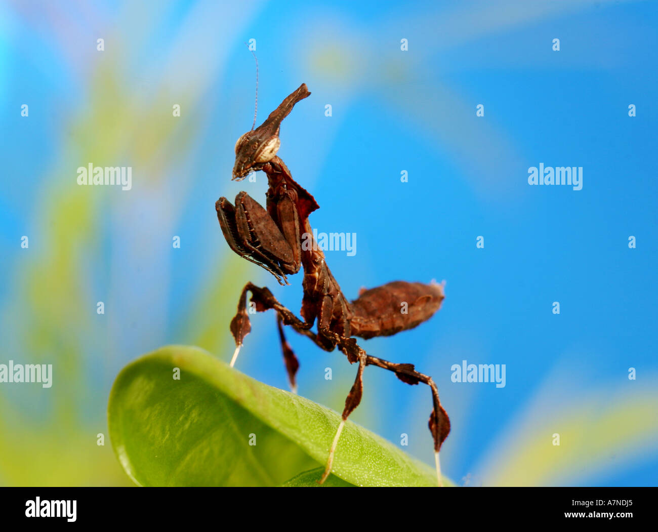 outdoors summer day nature insect mantis phyllocrania paradoxa plant plants close up horizontal Stock Photo