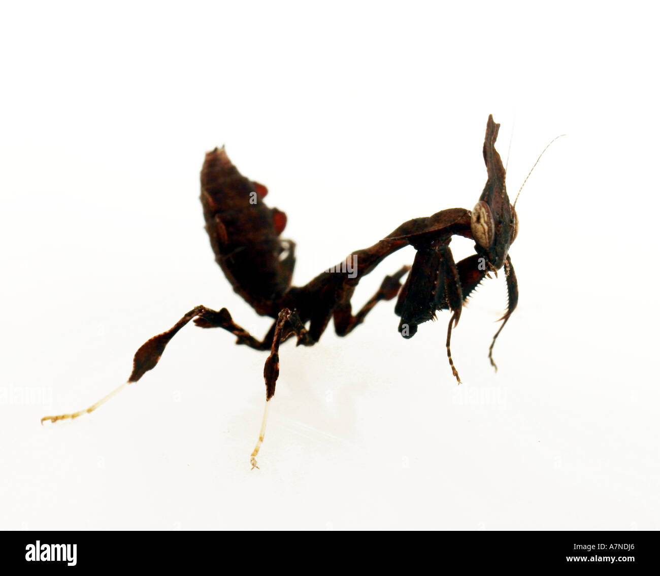 indoors studio nature insect mantis phyllocrania paradoxa close up horizontal Stock Photo