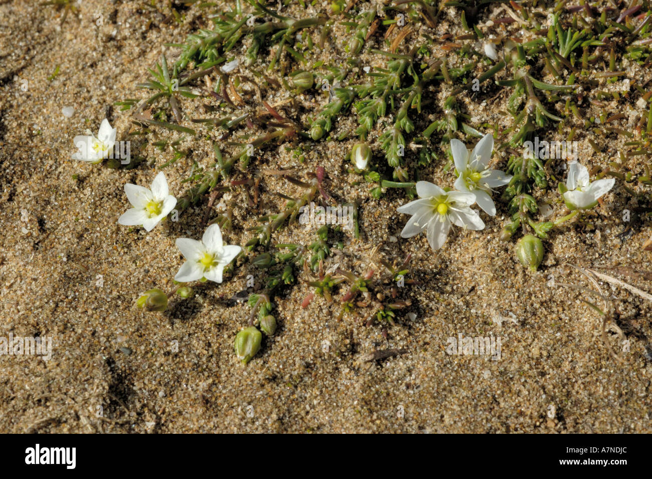 Knotted Pearlwort, Sagina nodosa Stock Photo