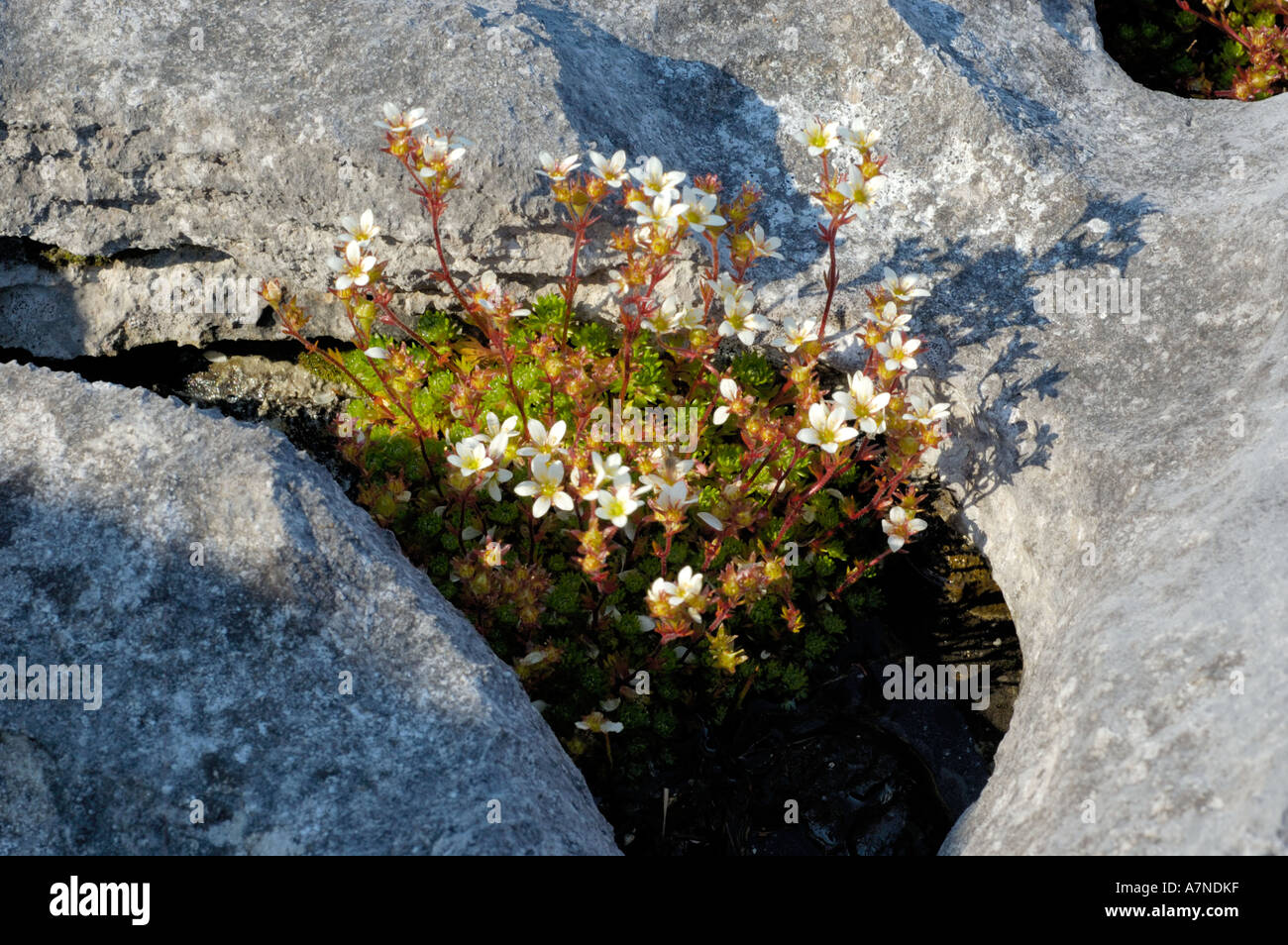 Irish Saxifrage, Saxifraga rosacea Stock Photo