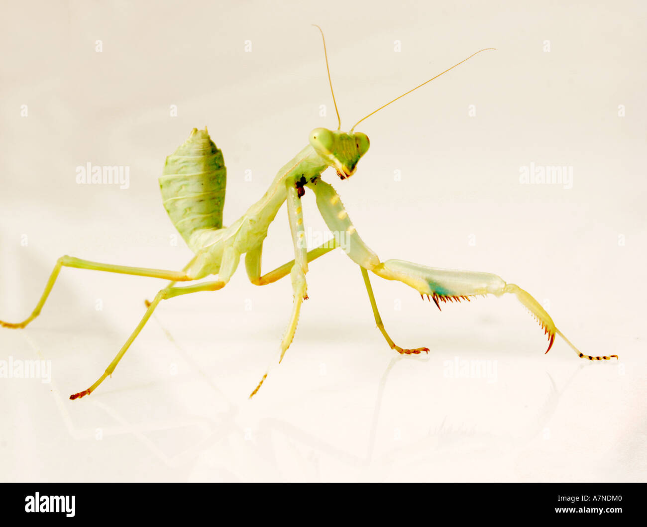 indoors studio nature insect mantis sphodromantis sp close up ...