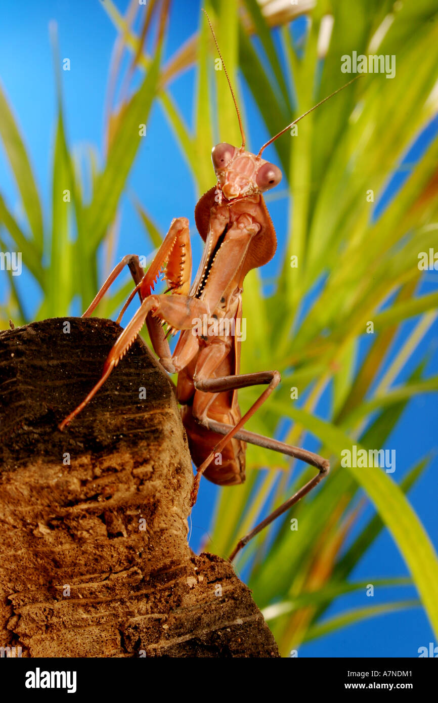 Tamolanica hires stock photography and images Alamy