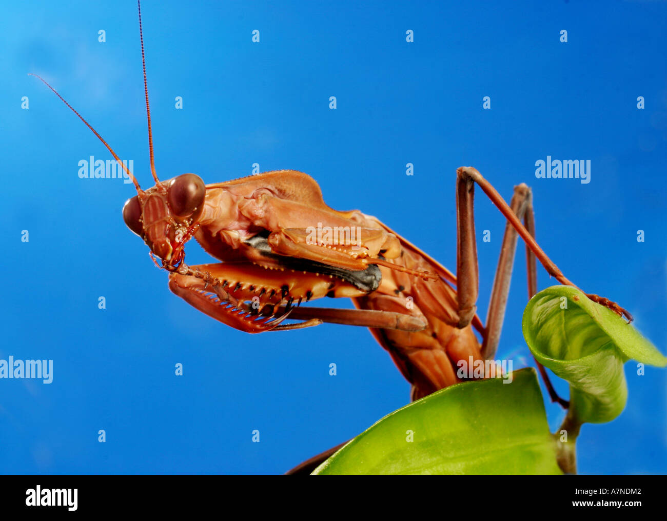 Tamolanica hi-res stock photography and images - Alamy