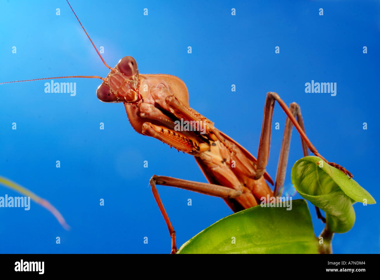 Tamolanica hi-res stock photography and images - Alamy