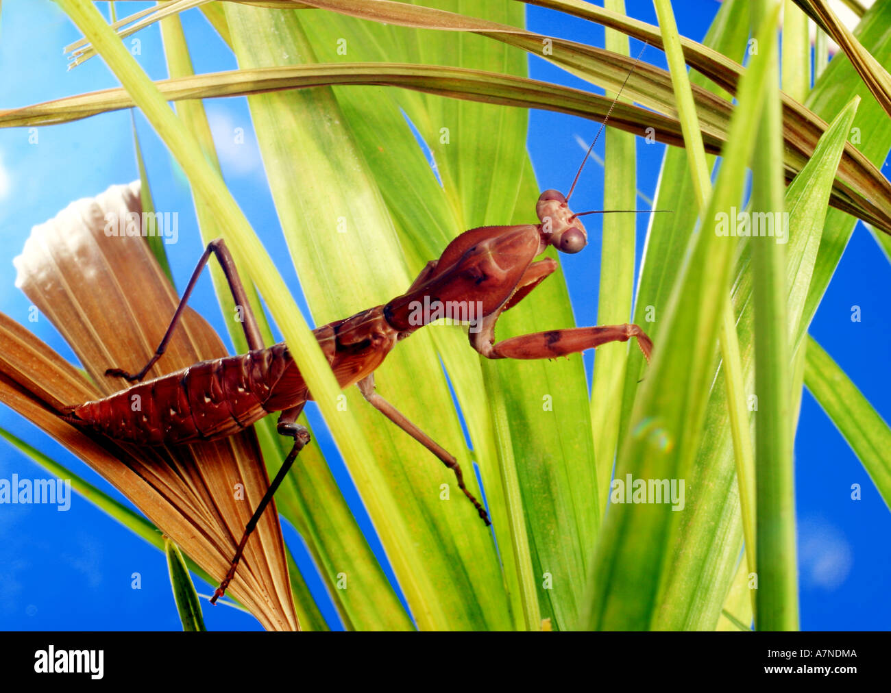 Tamolanica hi-res stock photography and images - Alamy