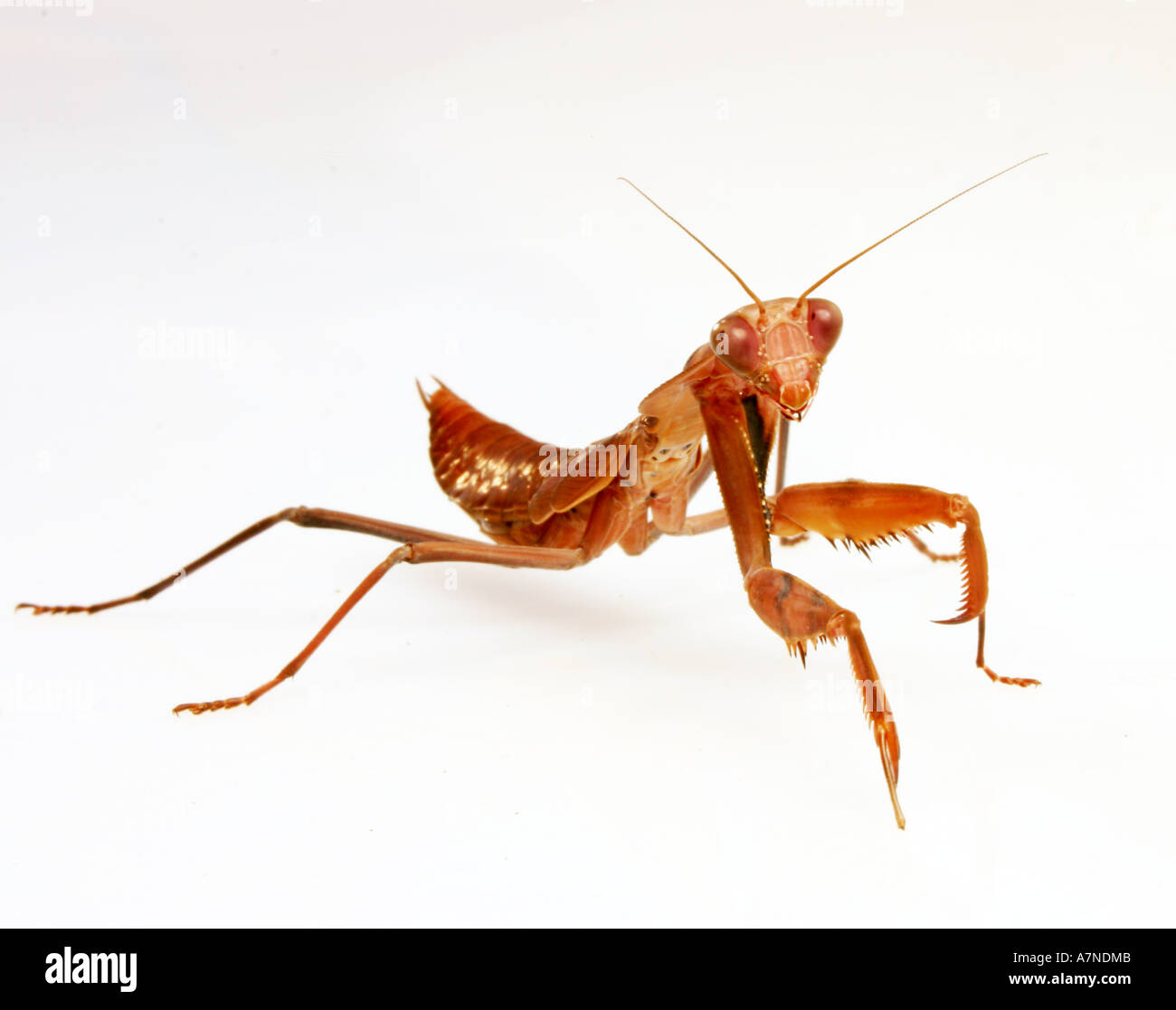 Tamolanica hi-res stock photography and images - Alamy