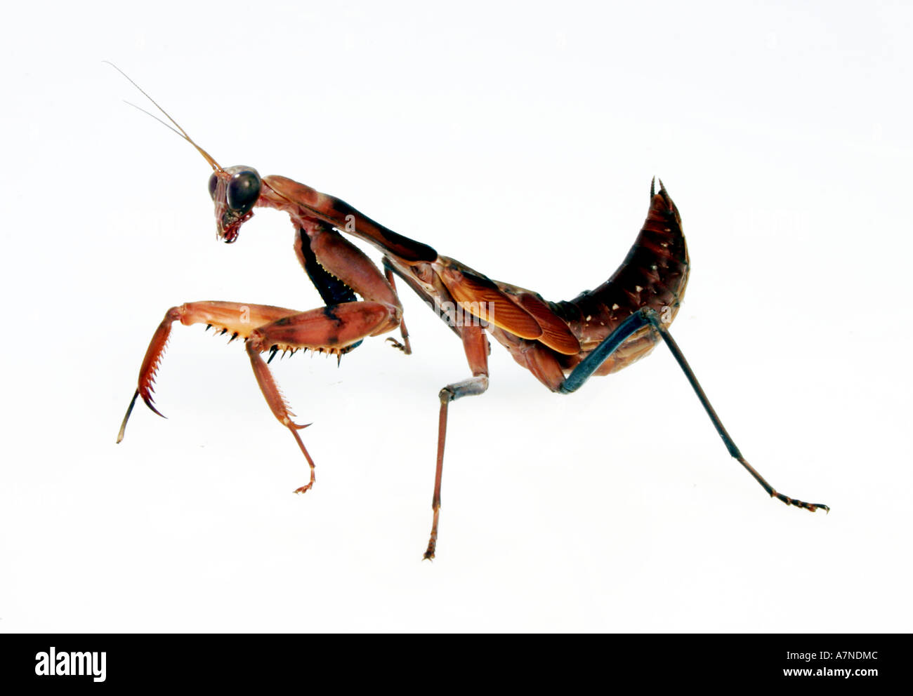 Tamolanica hi-res stock photography and images - Alamy