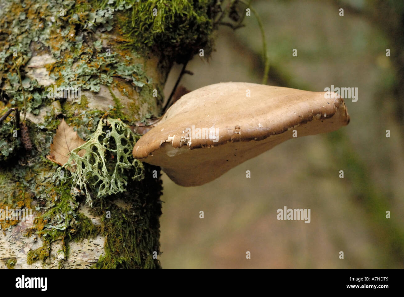 Razor strop fungus hires stock photography and images Alamy