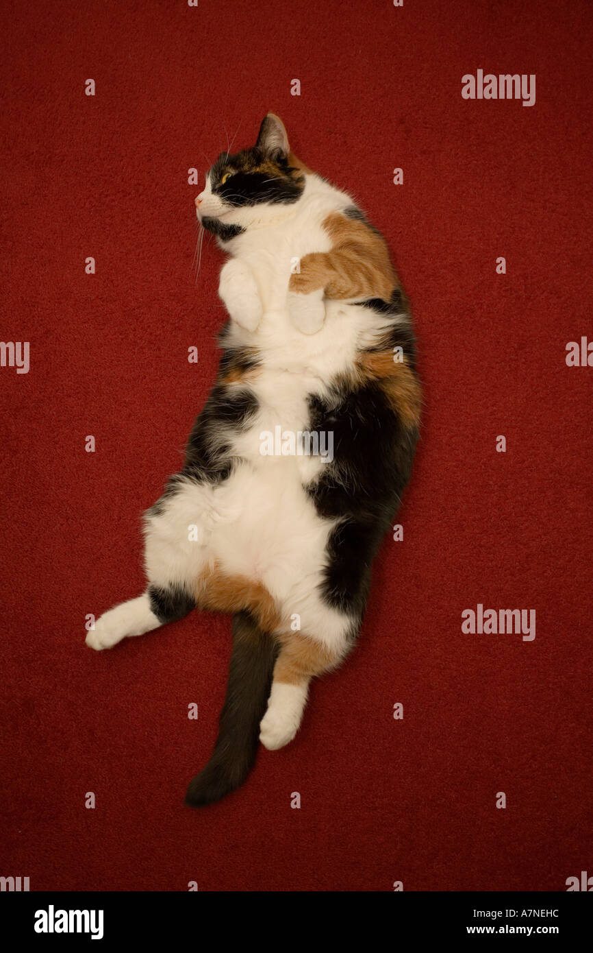 cat sleeping on a red carpet Stock Photo