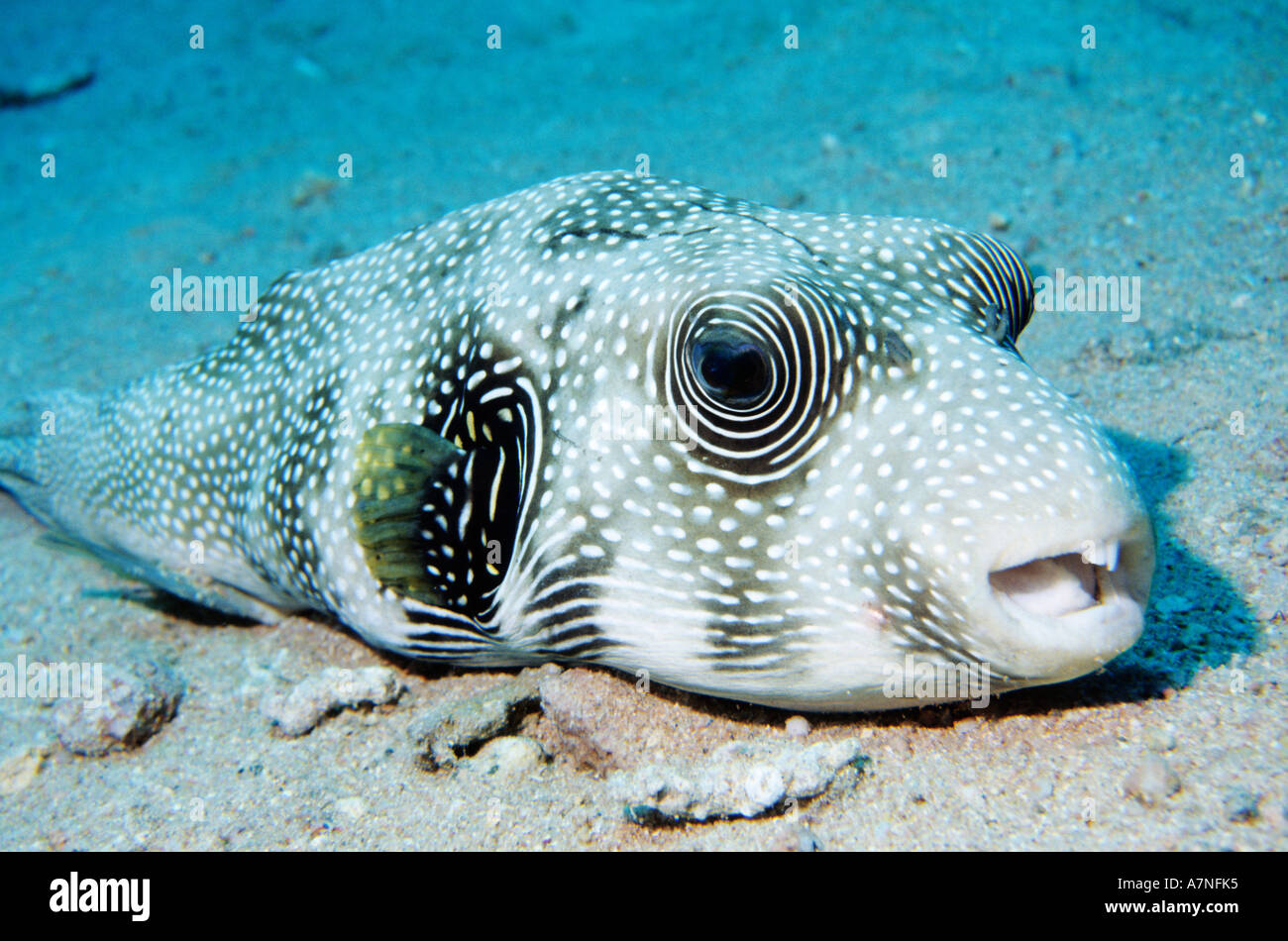Egypt, Red Sea, pufferfish Stock Photo Alamy