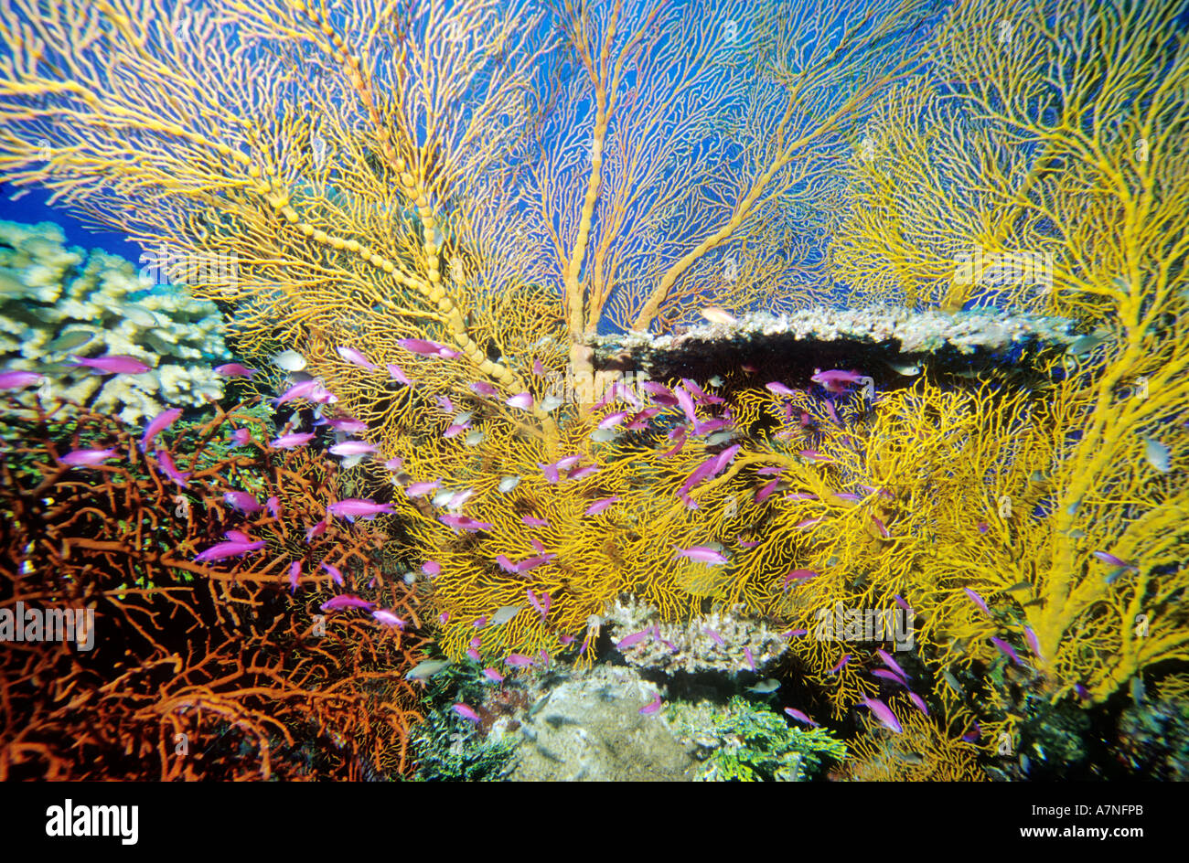 Australia, Great Barrier Reef, underwater photo, yellow sea-fan corals, acroporas(hard and white corals), purple anthias fishes Stock Photo