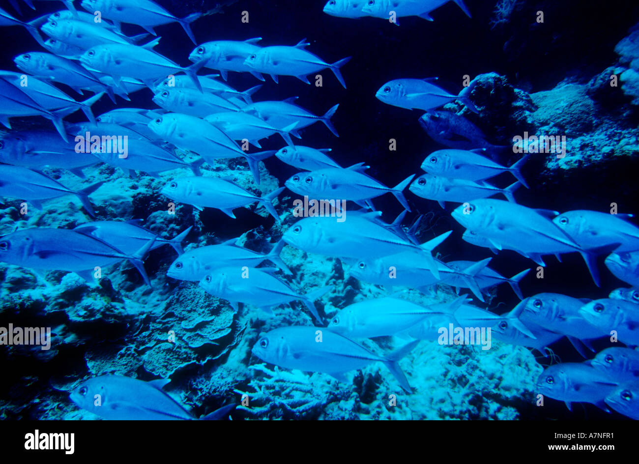 Australia, Great Barrier Reef, school of jackfishes Stock Photo