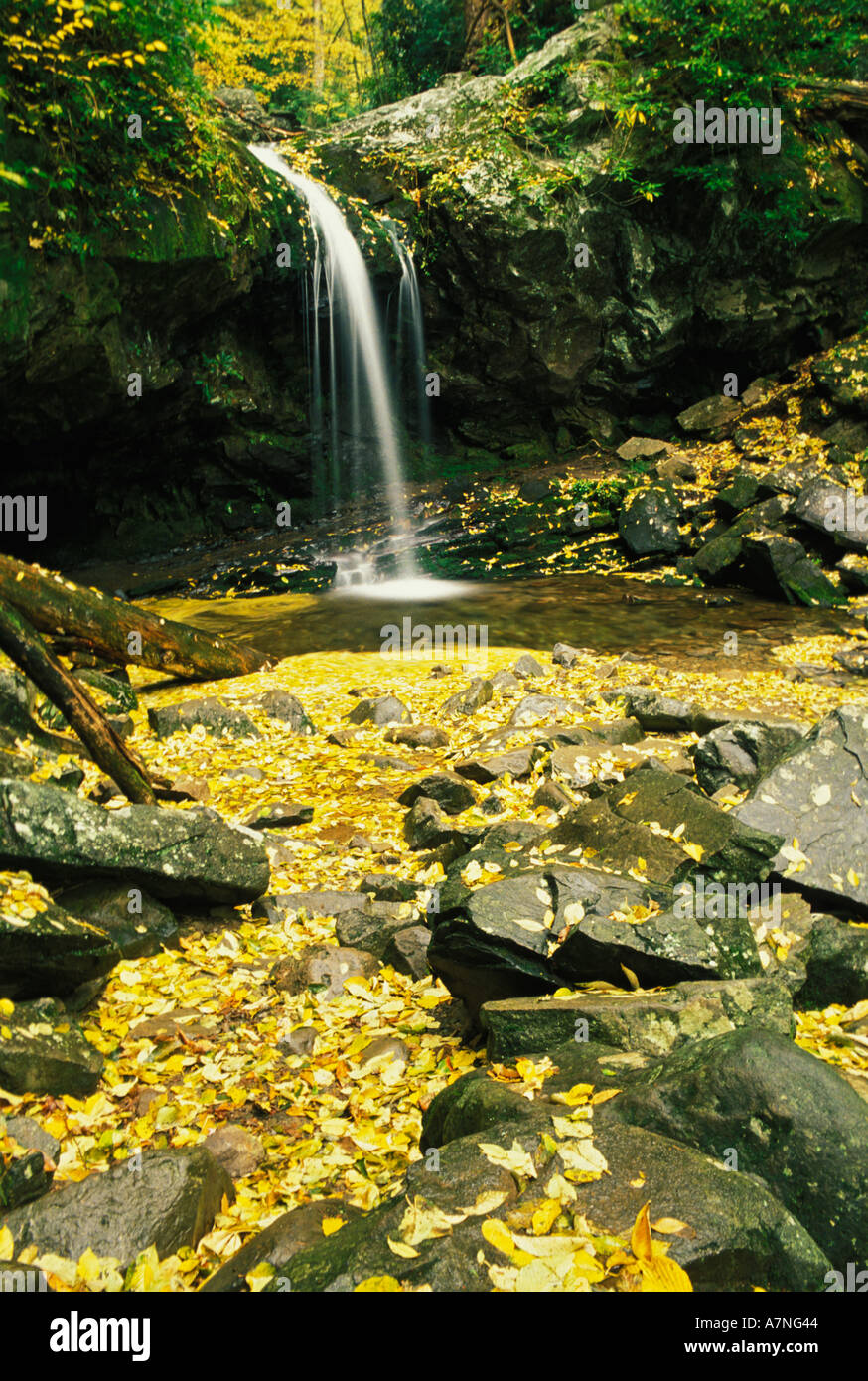 Grotto Falls and autumn leaves Great Smoky Mountains National Park TN Stock Photo Alamy