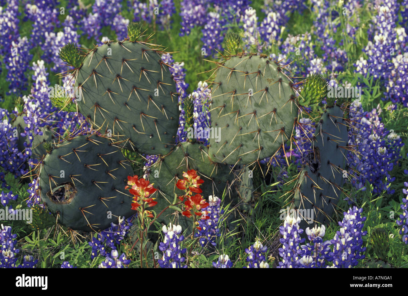 N.A., USA, Texas, Cactus surrounded by Bluebonnets Stock Photo
