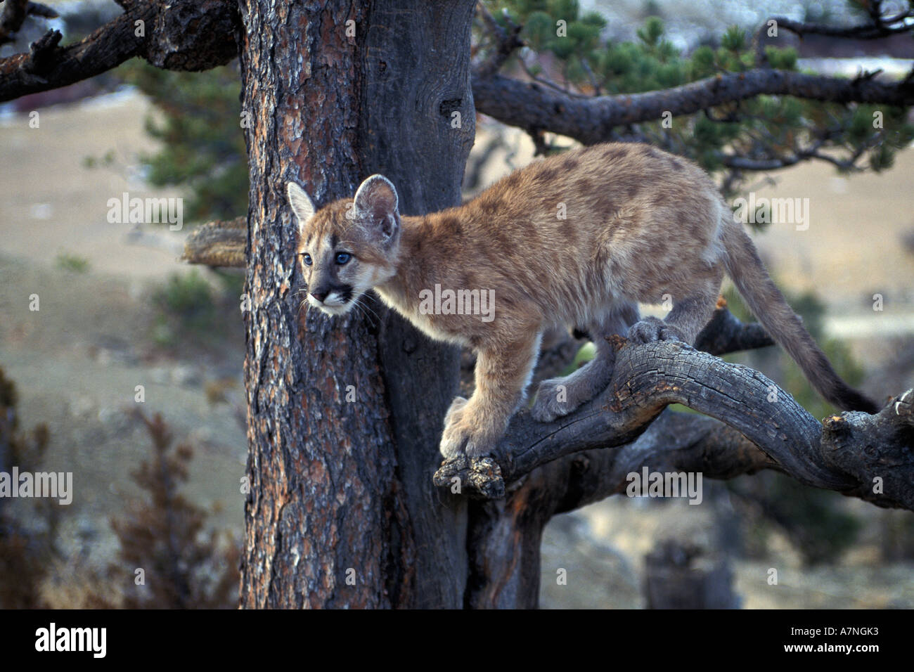 4-month-old-mountain-lion-kitten-in-tree-bridger-mountains-near-bozeman-A7NGK3.jpg