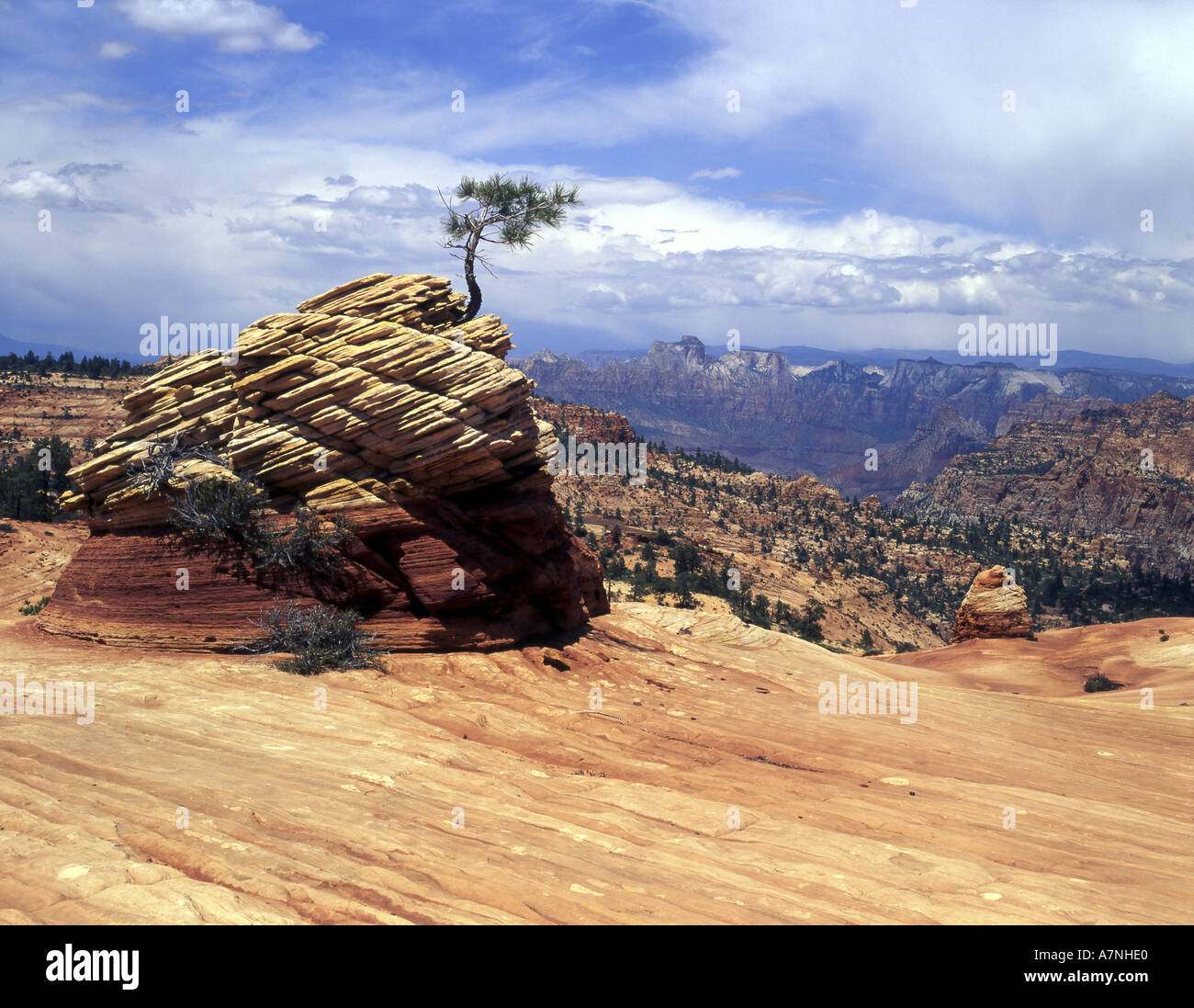 Young ponderosa pine tree hires stock photography and images Alamy