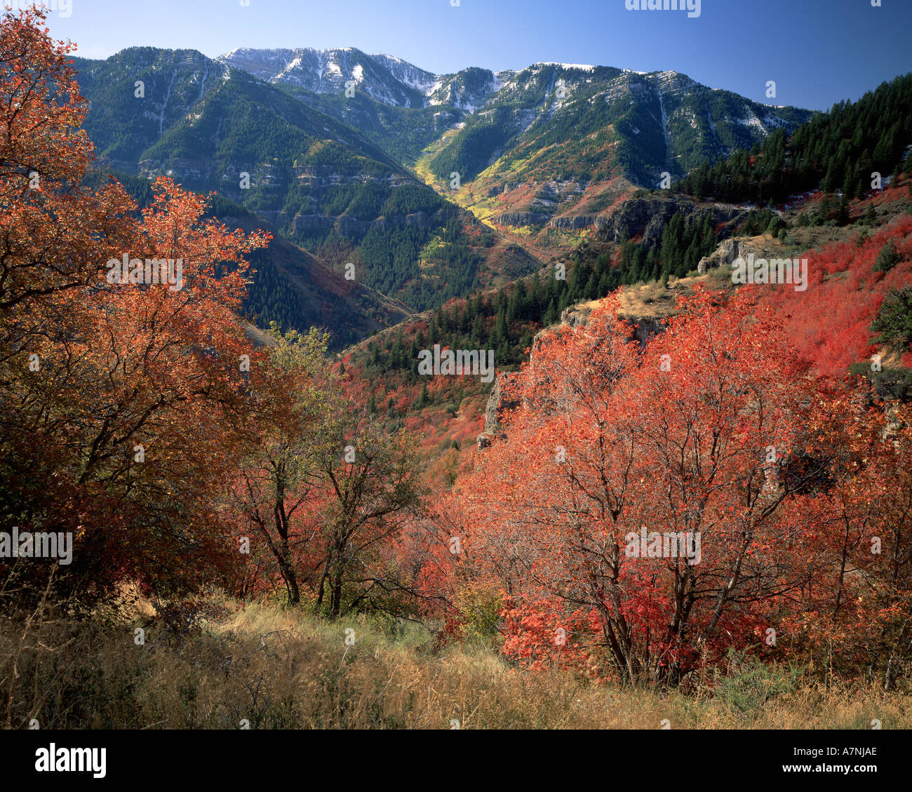 UT, US, Maples on slopes above Logan Canyon, autumn. Logan Peak in