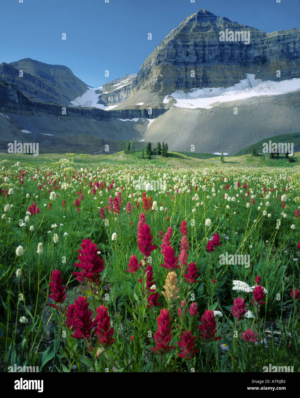 Timpanogos basin hires stock photography and images Alamy