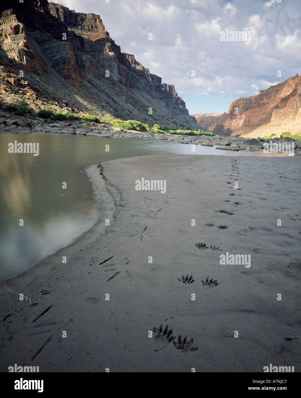 Great blue heron tracks hi-res stock photography and images - Alamy