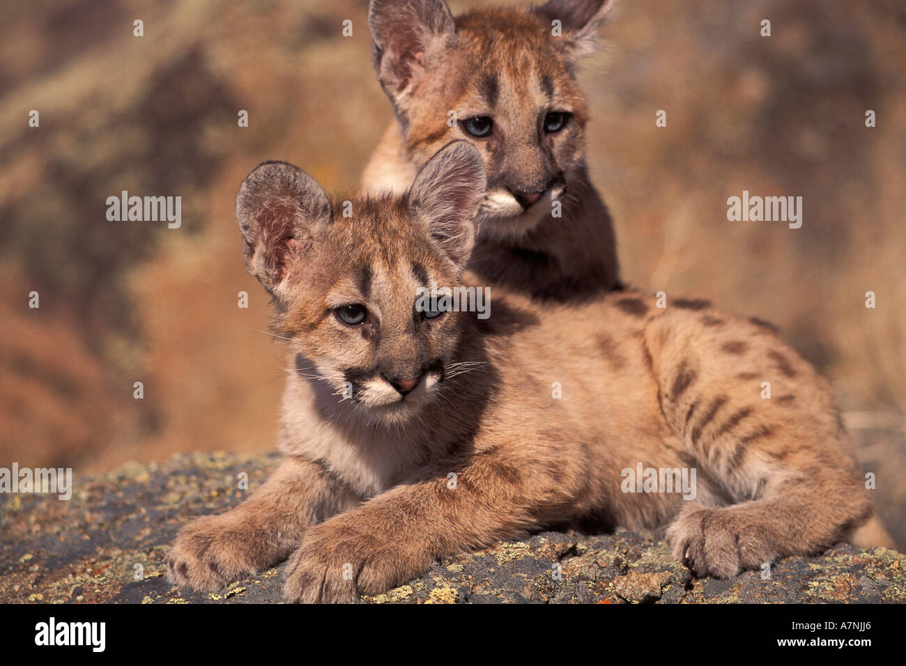 Cougars and Kittens two