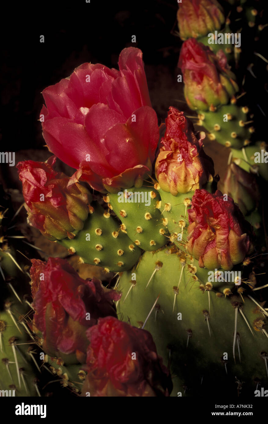 Opuntia at zion national park hires stock photography and images Alamy