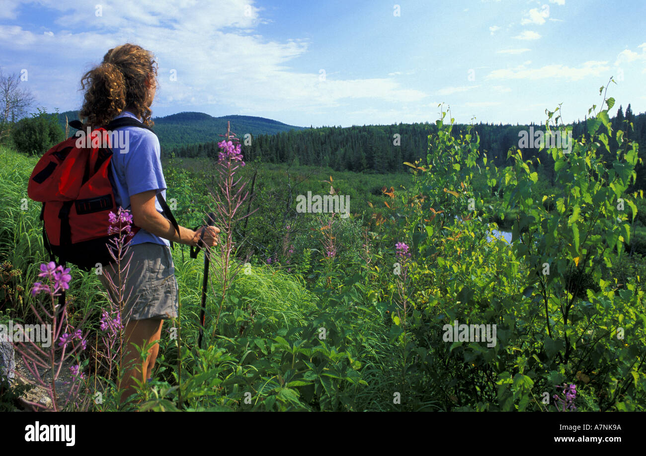 Bog view, land owned by Hancock Timber, Northern Forest. Paul Stream