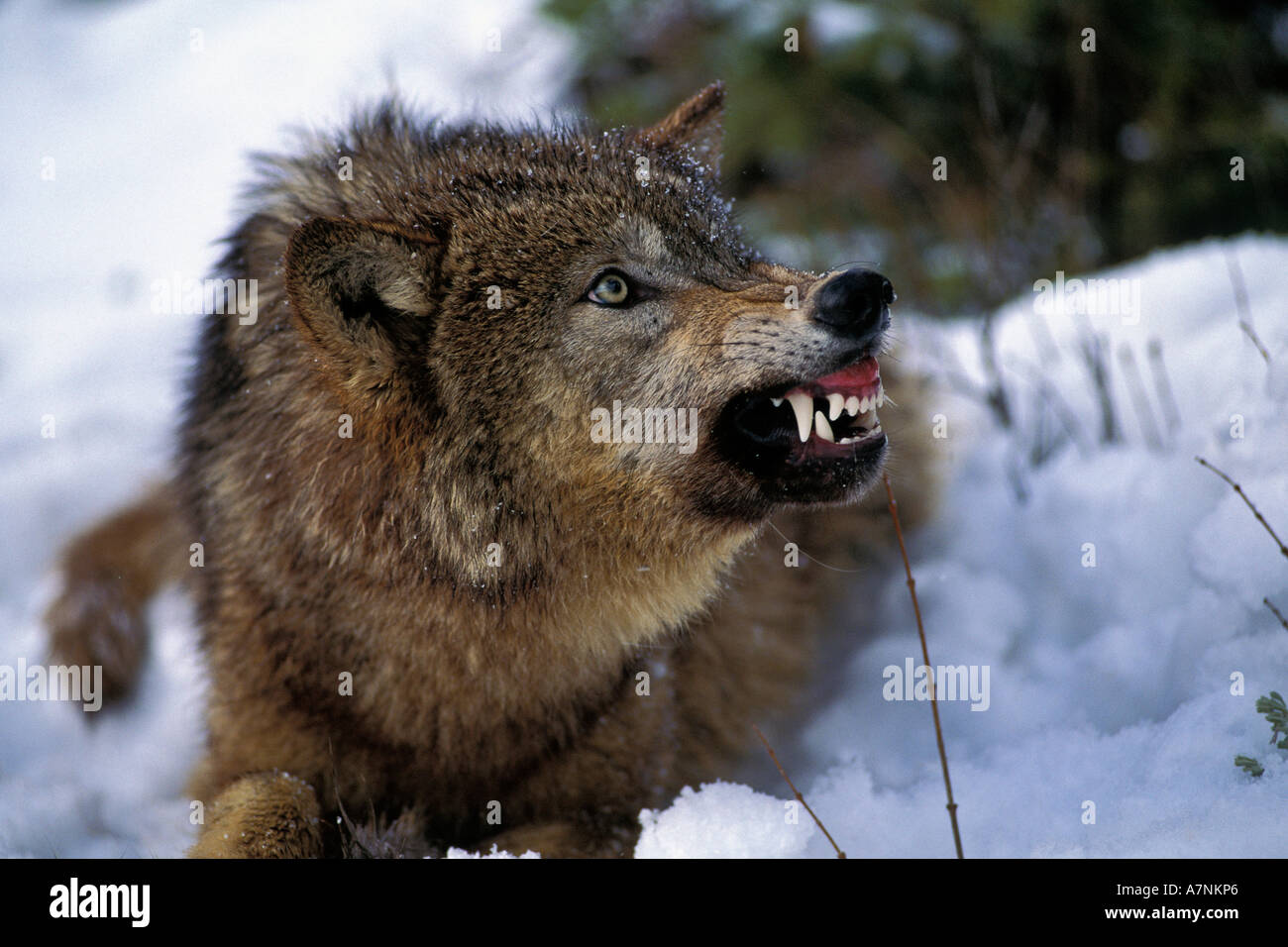 Wolf teeth hires stock photography and images Alamy