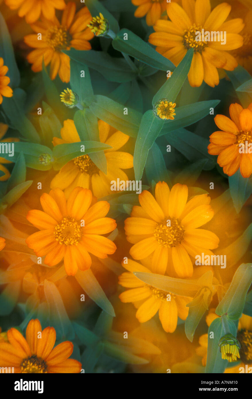 Zinnia angustifolia profusion orange hires stock photography and