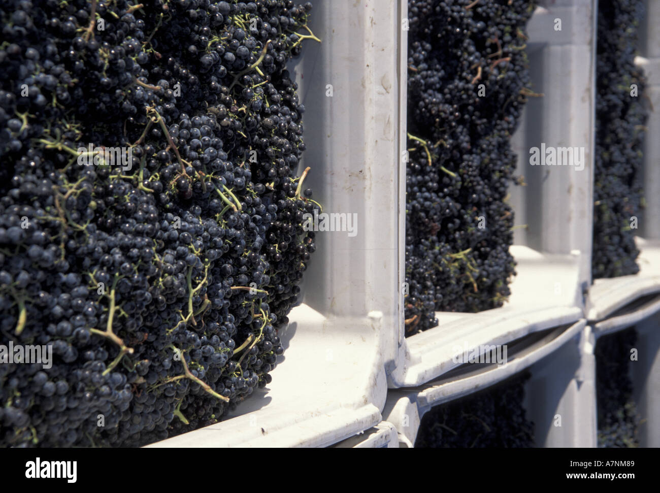 North America, USA, Washington, Lowden, L'Ecole No. 41 Winery. bins of grapes await the crush. Stock Photo