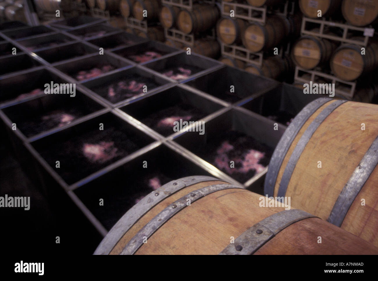 North America, USA, Washington, Lowden, L'Ecole No. 41. red wine grapes