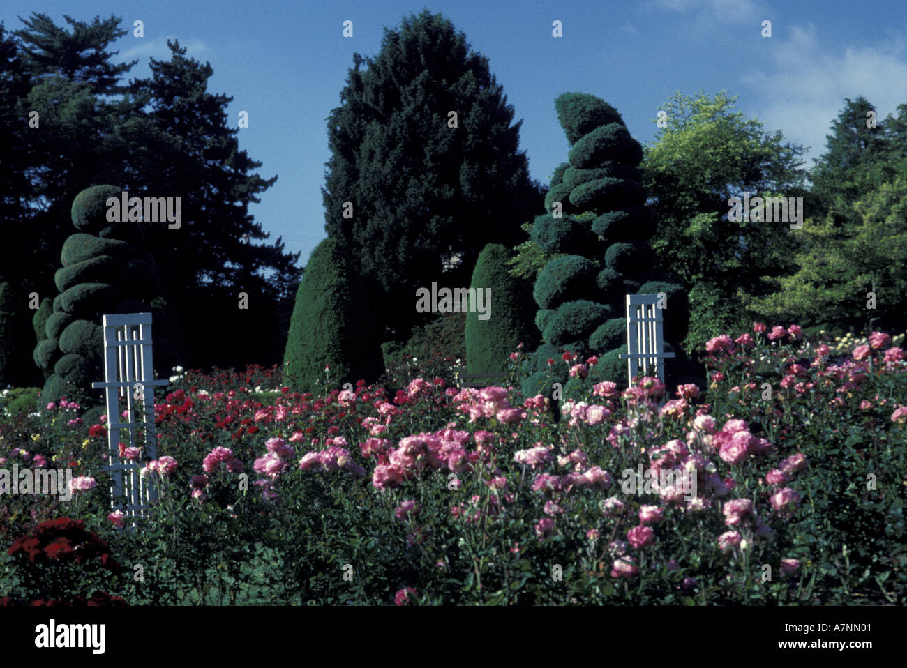 Usa Washington State Seattle Rose Garden In Bloom At Woodland
