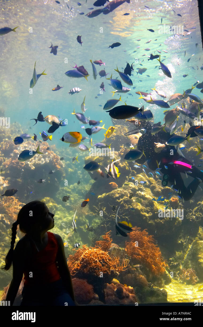 Townsville aquarium reef tank Tropical North Queensland Australia model
