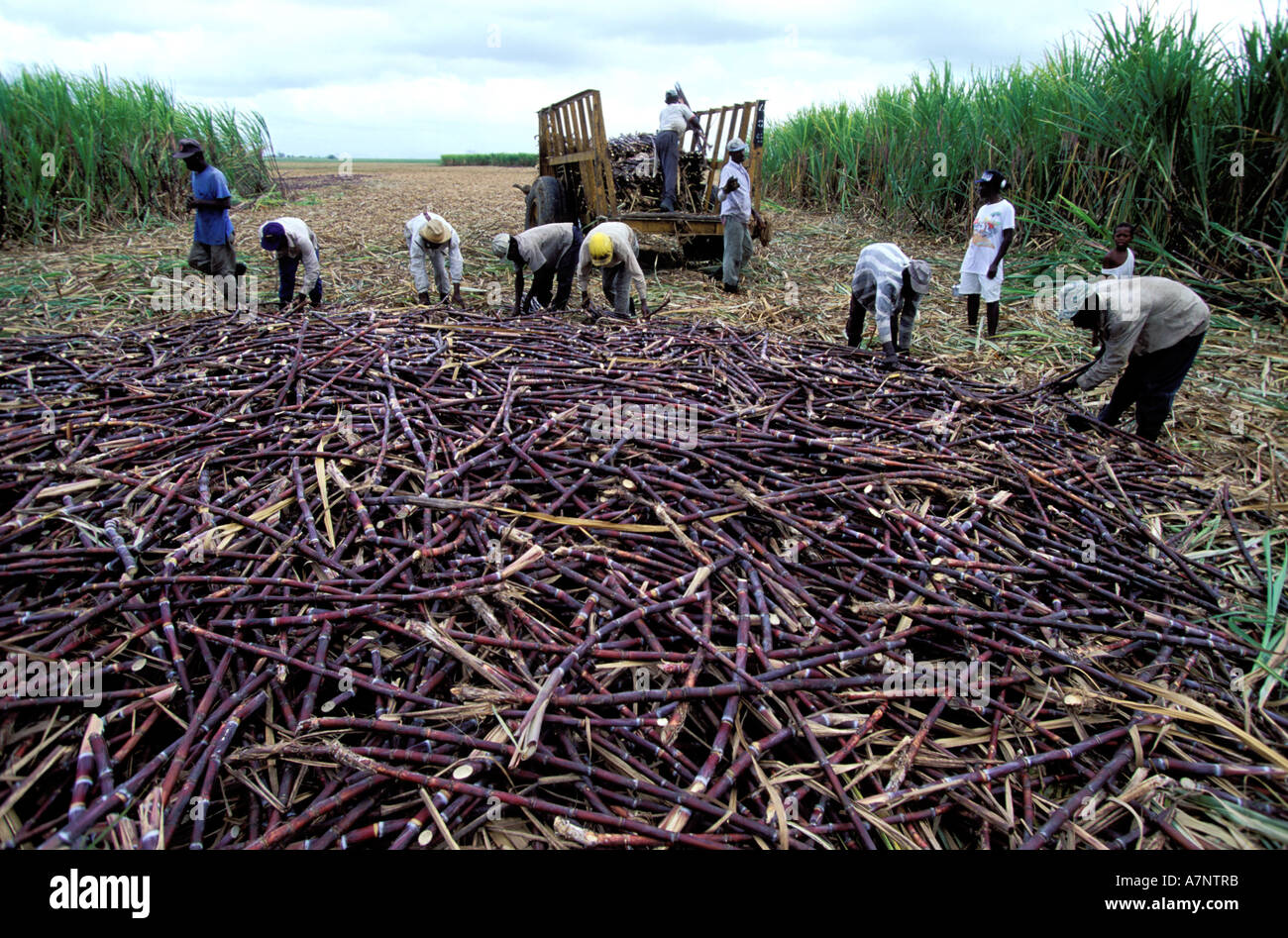 Dominican Republic People Agriculture High Resolution Stock Photography and Images Alamy