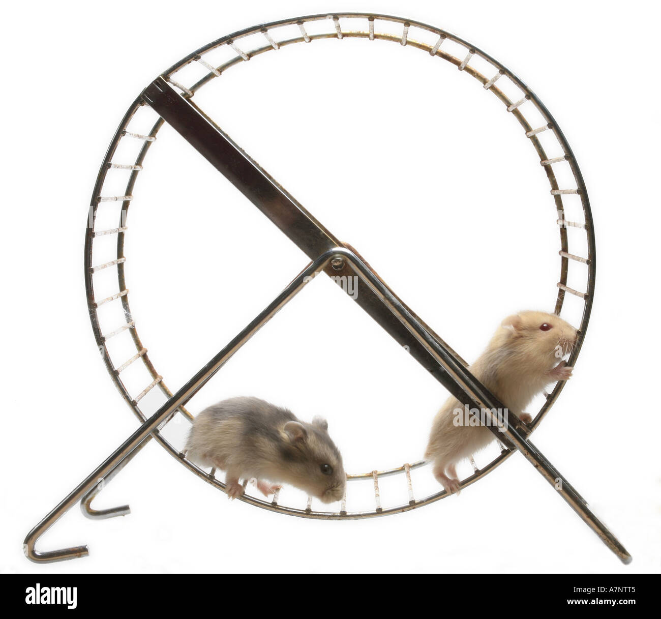 Hamster wheel hires stock photography and images Alamy