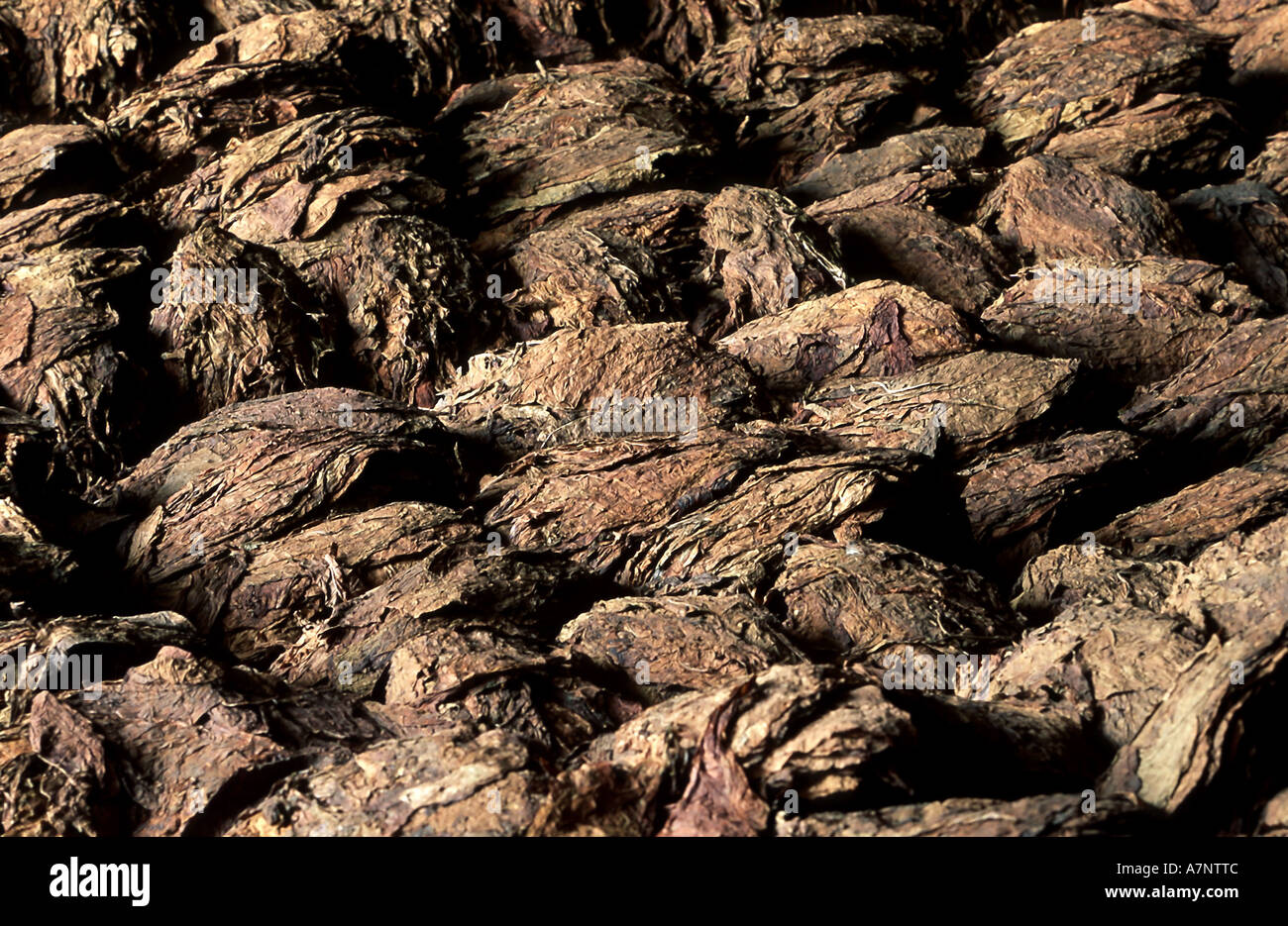 Tobacco sheets hi-res stock photography and images