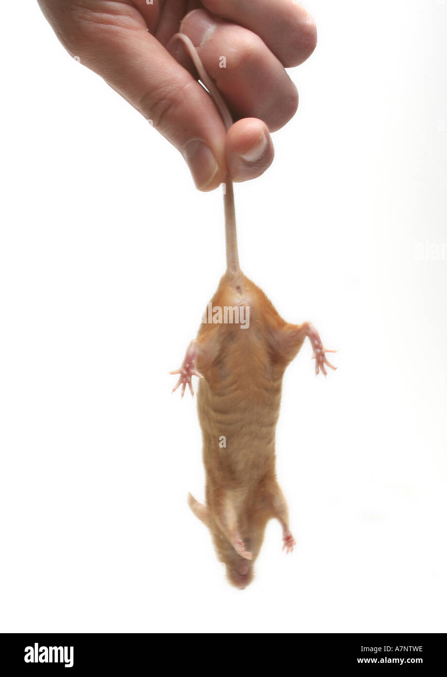 hand-holding-mouse-tail-hi-res-stock-photography-and-images-alamy