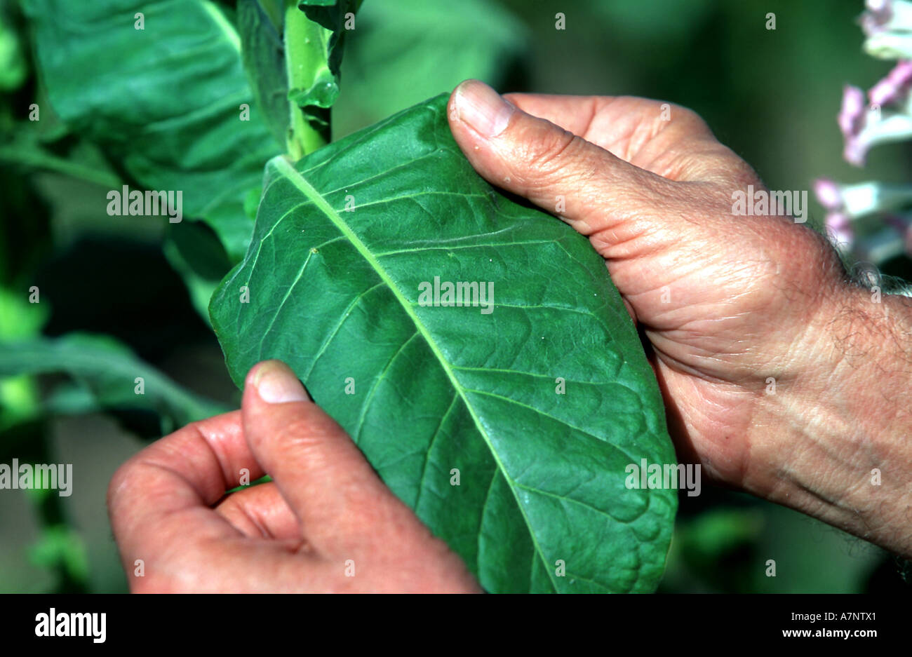 Dominican Republic, Cibao valley, picking up tobacco leaves Stock Photo