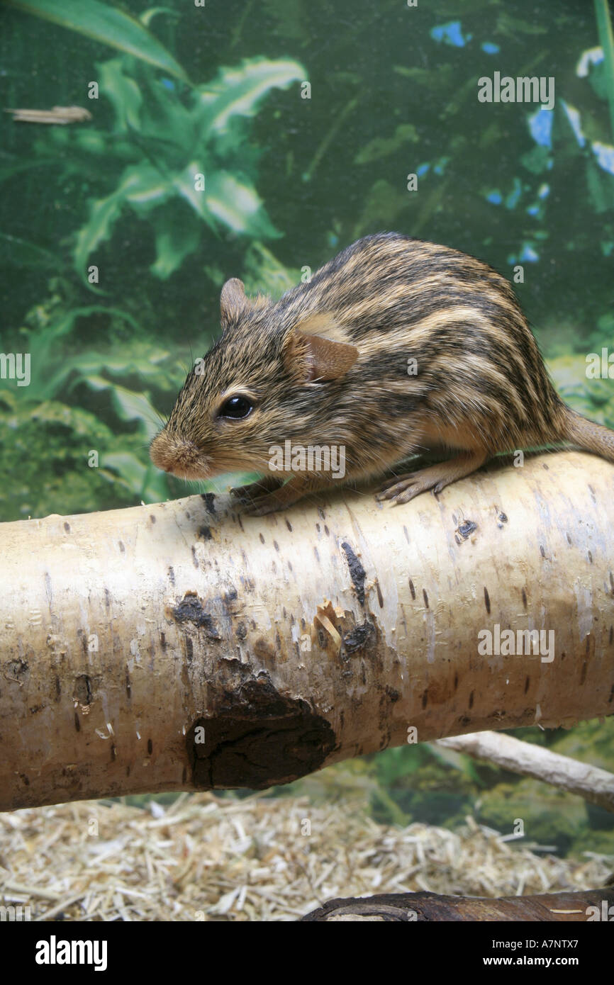 Stripped gras mouse (Lemniscomys barbarus), sitting on branch Stock Photo