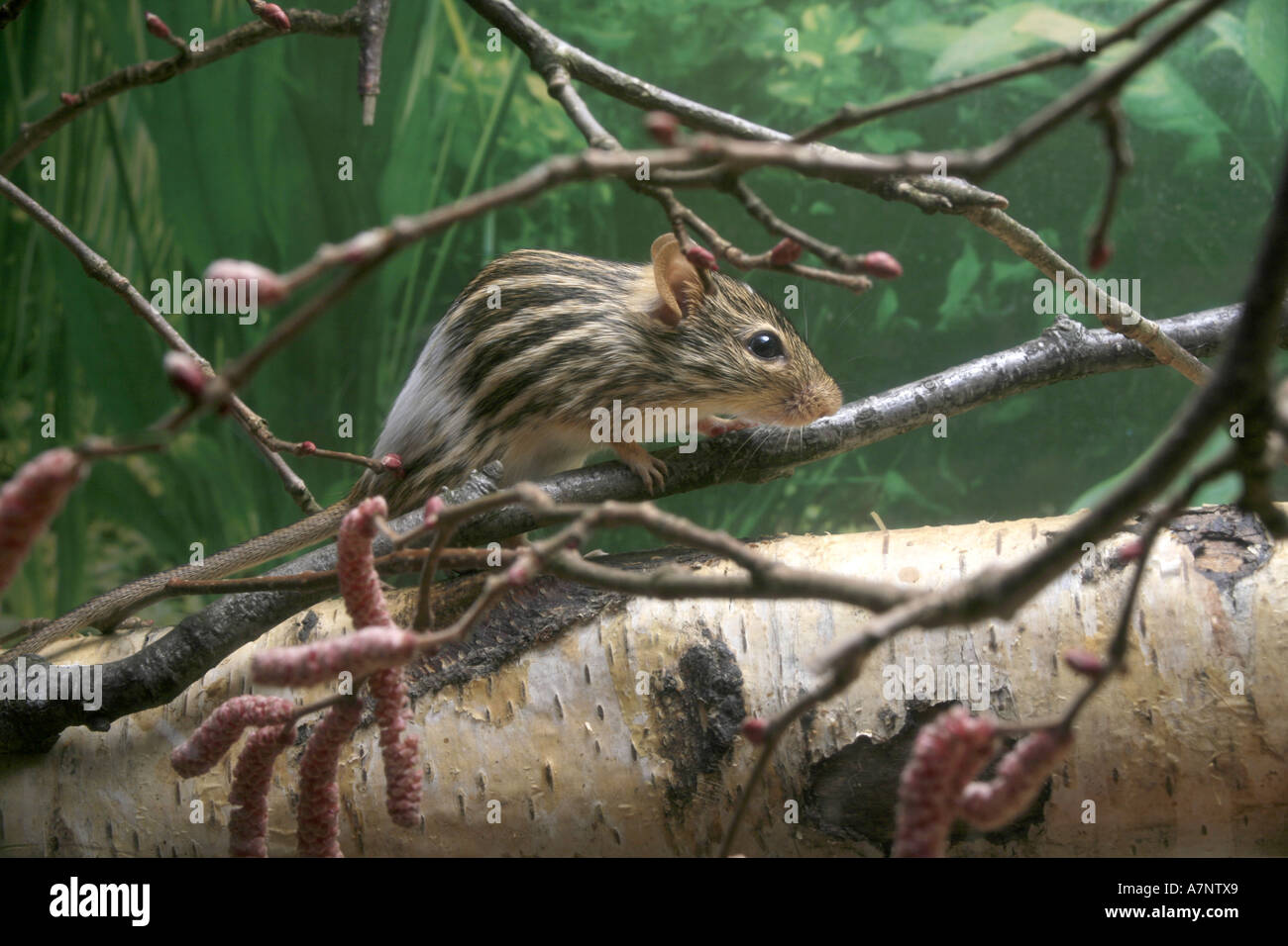 Stripped gras mouse (Lemniscomys barbarus), climbing on branch Stock Photo