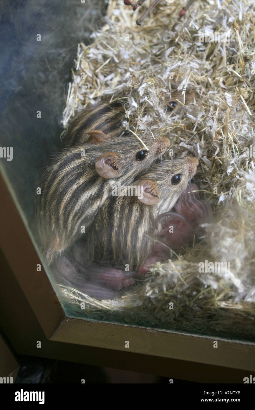 Stripped gras mouse (Lemniscomys barbarus), young animals Stock Photo