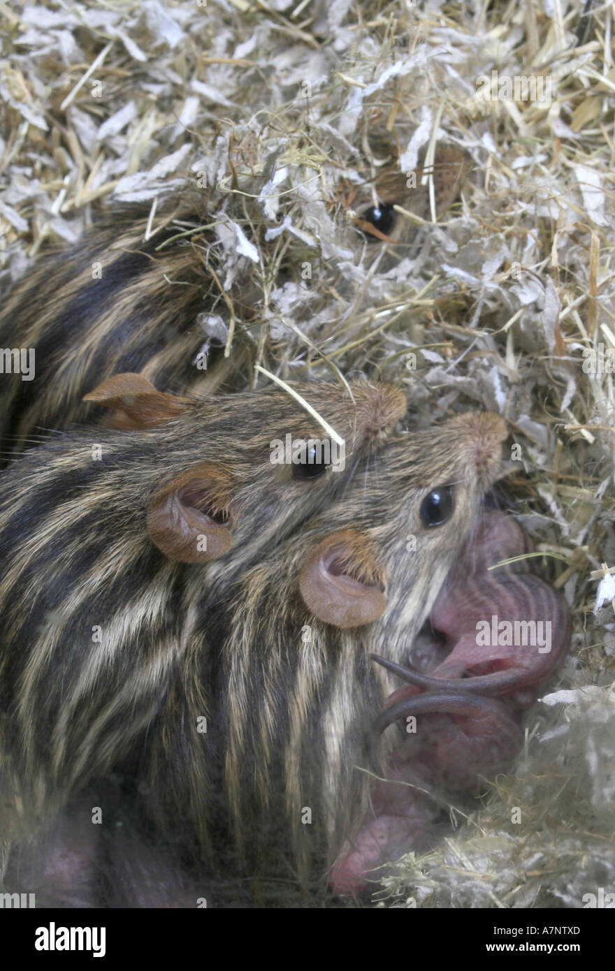 Stripped gras mouse (Lemniscomys barbarus), young animals Stock Photo