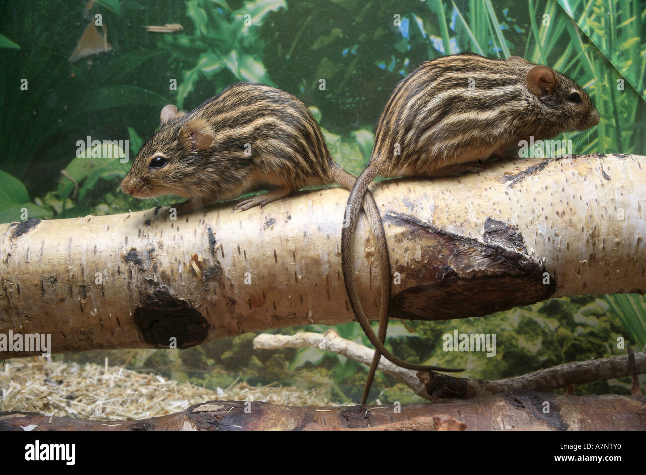 Stripped gras mouse (Lemniscomys barbarus), couple Stock Photo