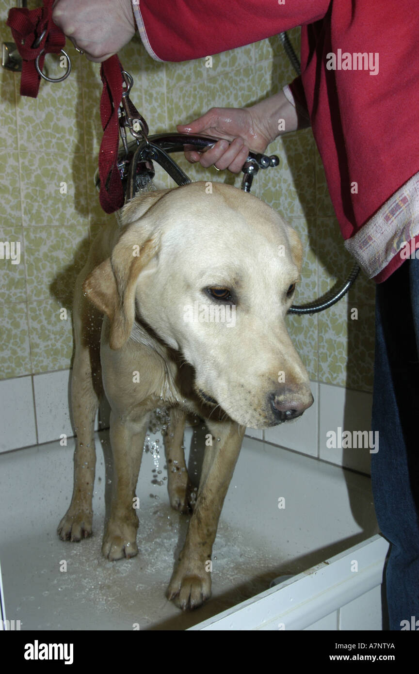 Labrador Retriever (Canis lupus f. familiaris), dog gets a shower Stock Photo